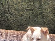 ULIČNI PSI SU NAŠI PSI