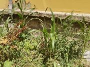 JEL SLEDUJU GRADSKOJ UPRAVI SUBVENCIJE ZA UZGOJ KUKURUZA?