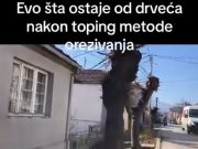 URBANA GERILA SE BORI ZA DRVEĆE PROKUPLJA