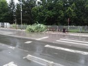 NEVREME POLOMILO DRVO KOD SEMAFORA