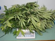 UHAPŠEN ZBOG SUMNJE DA JE PRODAVAO NARKOTIKE