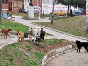 Napušteni psi prepušteni ulici – neuspešna javna nabavka