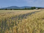 Održani “Dani polja ozimih strnih žita” u Žitorađi