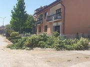 “Krvoproliće nad lipama”: Građani ustali protiv seče stabala u Ulici Nikole Tesle