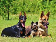 Kuršumlija uvodi program humanog zbrinjavanja napuštenih pasa