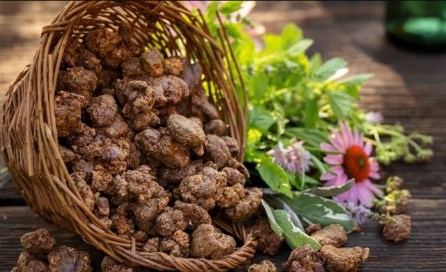 Propolis 1