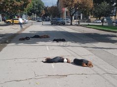 Posle skoro decenije obećanja: Raspisana nabavka za prvu fazu izgradnje azila za pse u Prokuplju